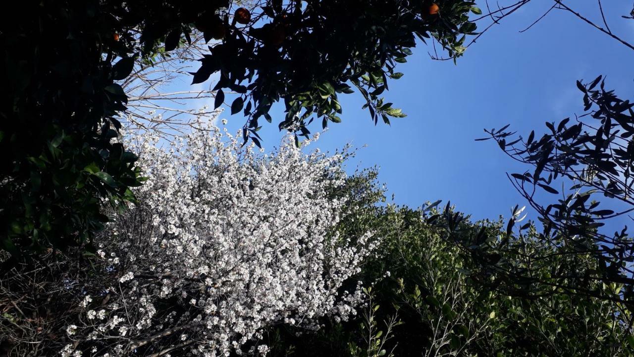 Carrubo - Giardino in città Catânia Exterior foto