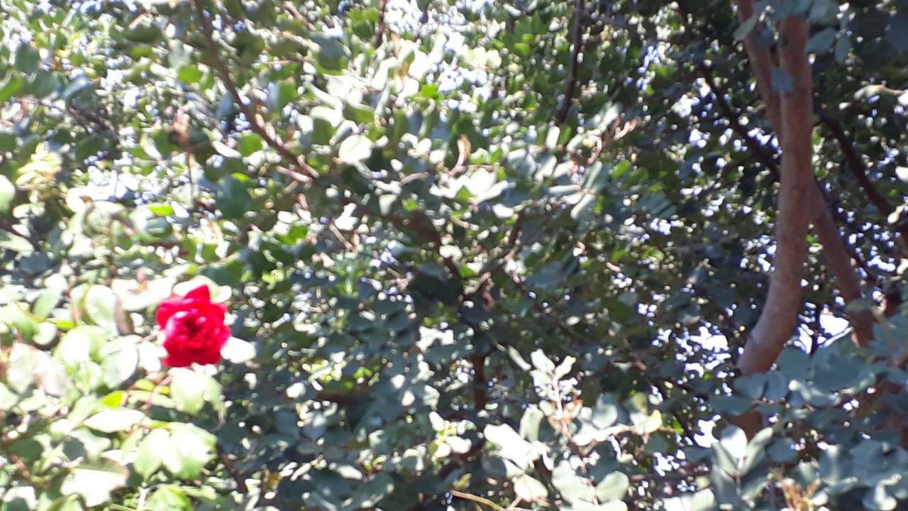 Carrubo - Giardino in città Catânia Exterior foto